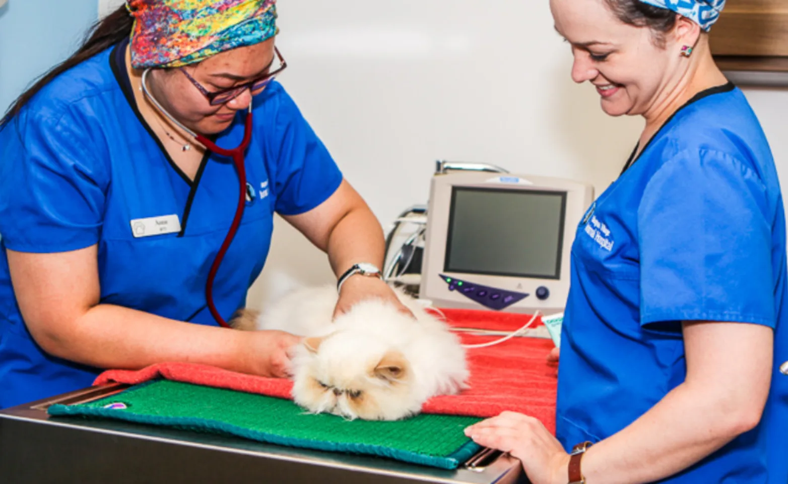 Two Veterinarians Examining a Small White Cat